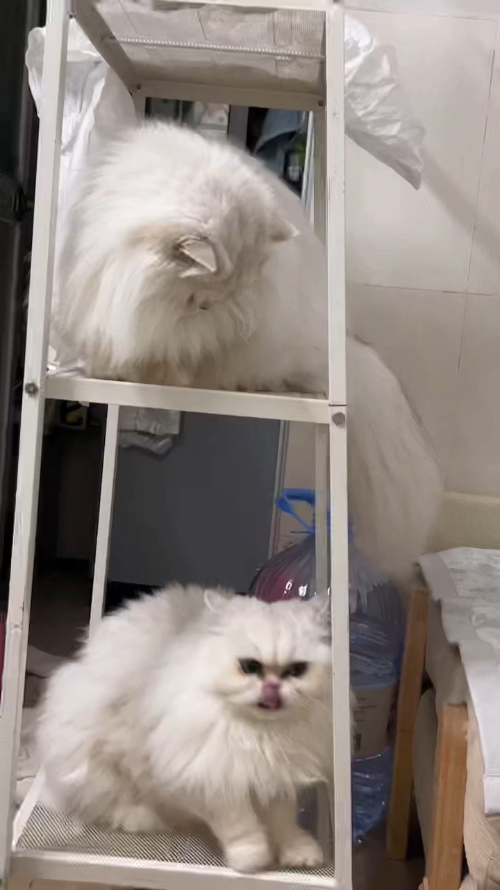 一来新东西就要上去玩