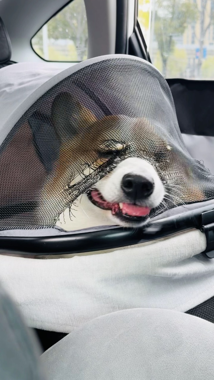 只因副驾来了只小母狗