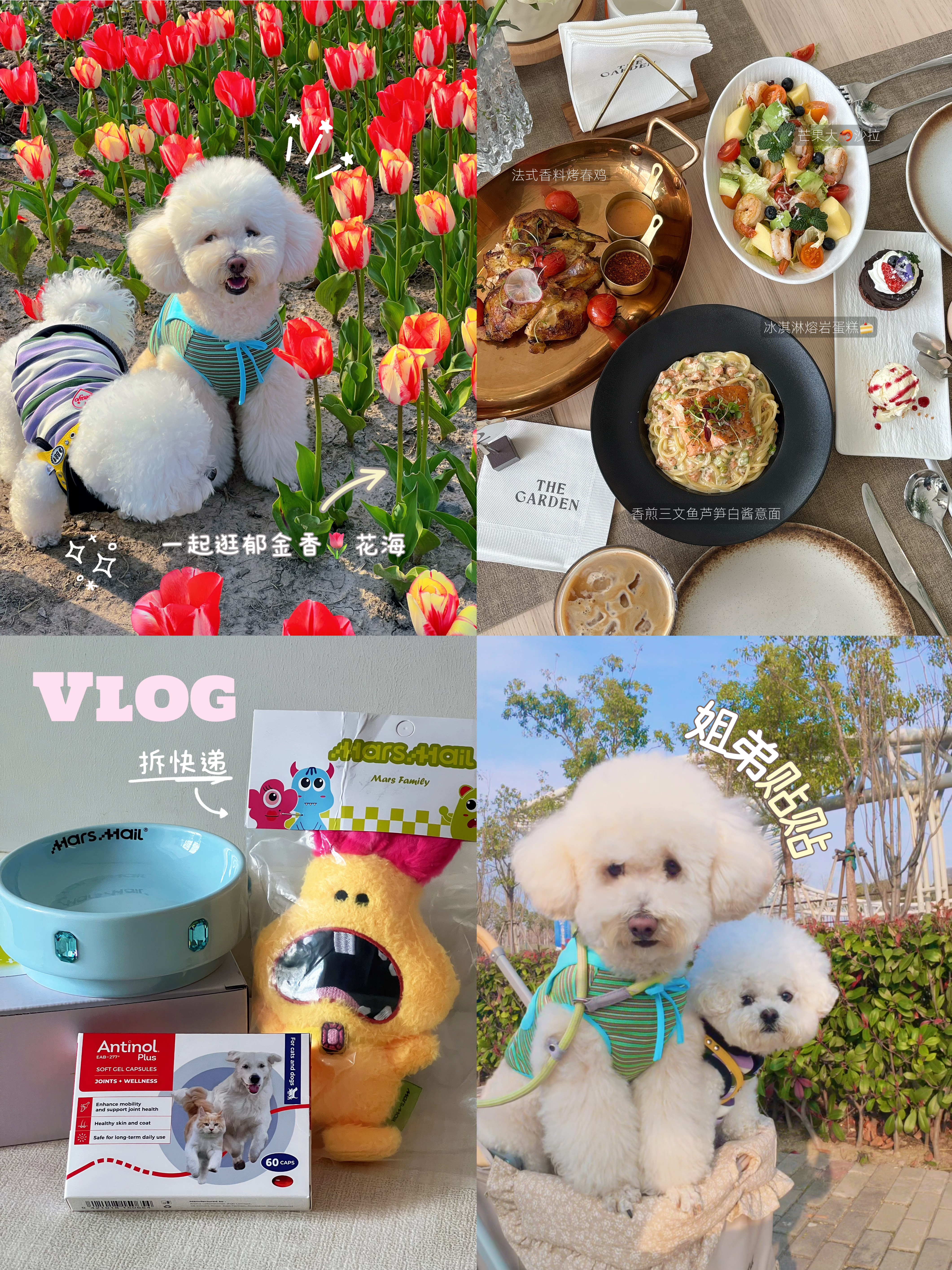 养狗vlog·这个春天也要好好享受生活