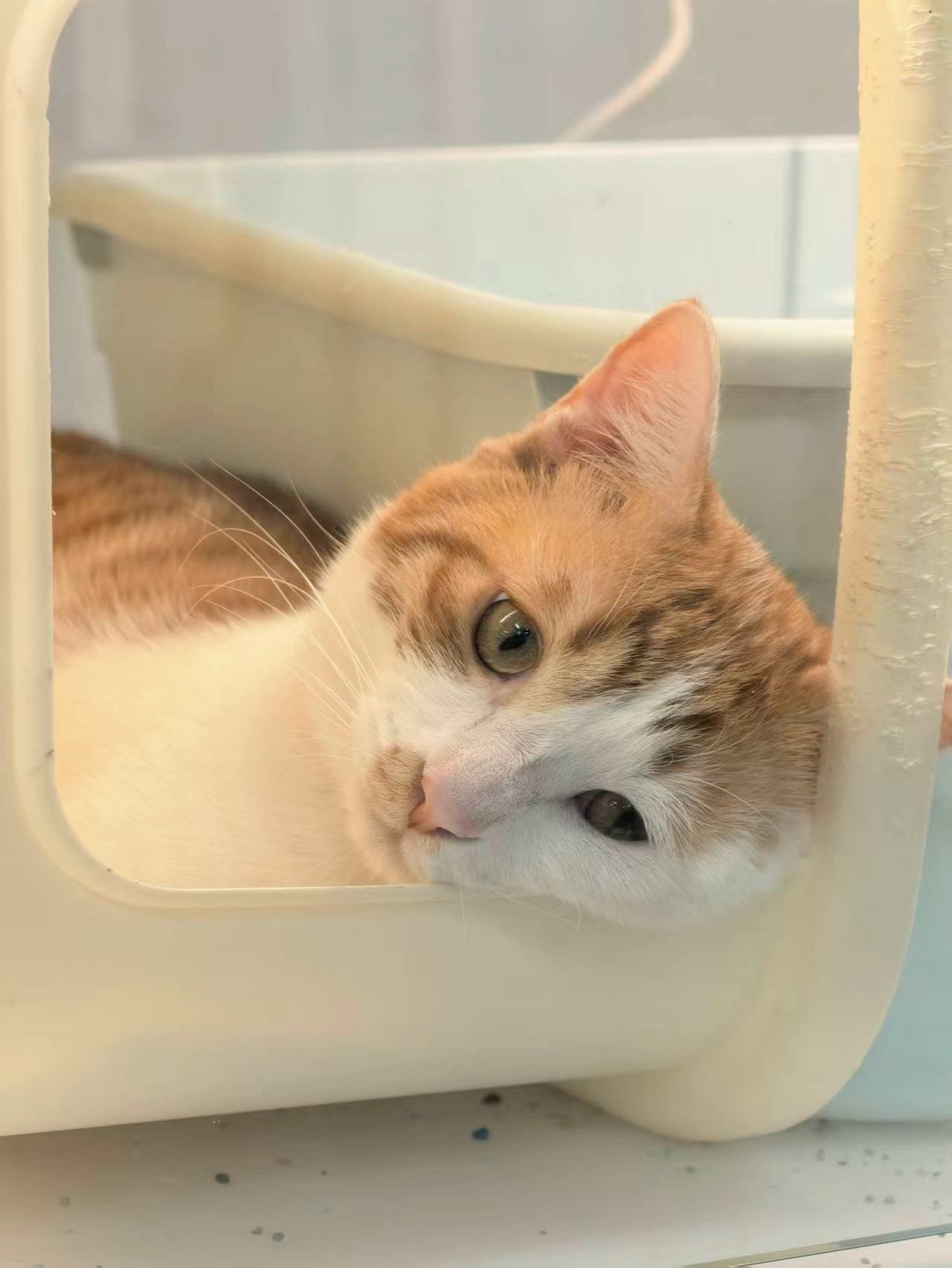 本周当差：你的信，咪回啦