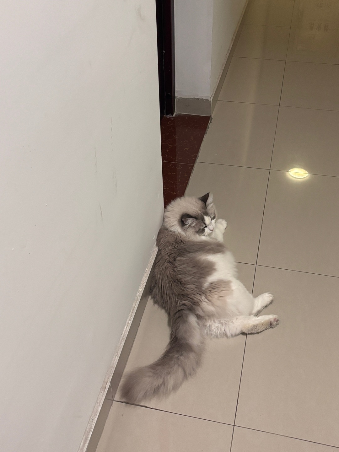 又躺人家门口了27