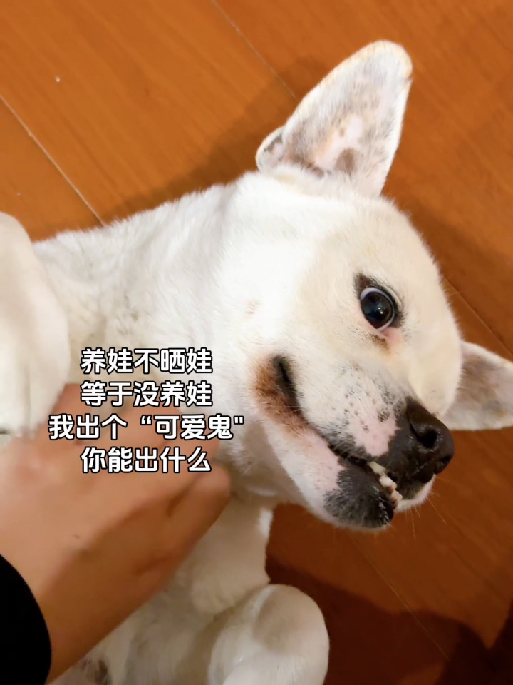 这么可爱的狗狗怎么有人忍心丢弃