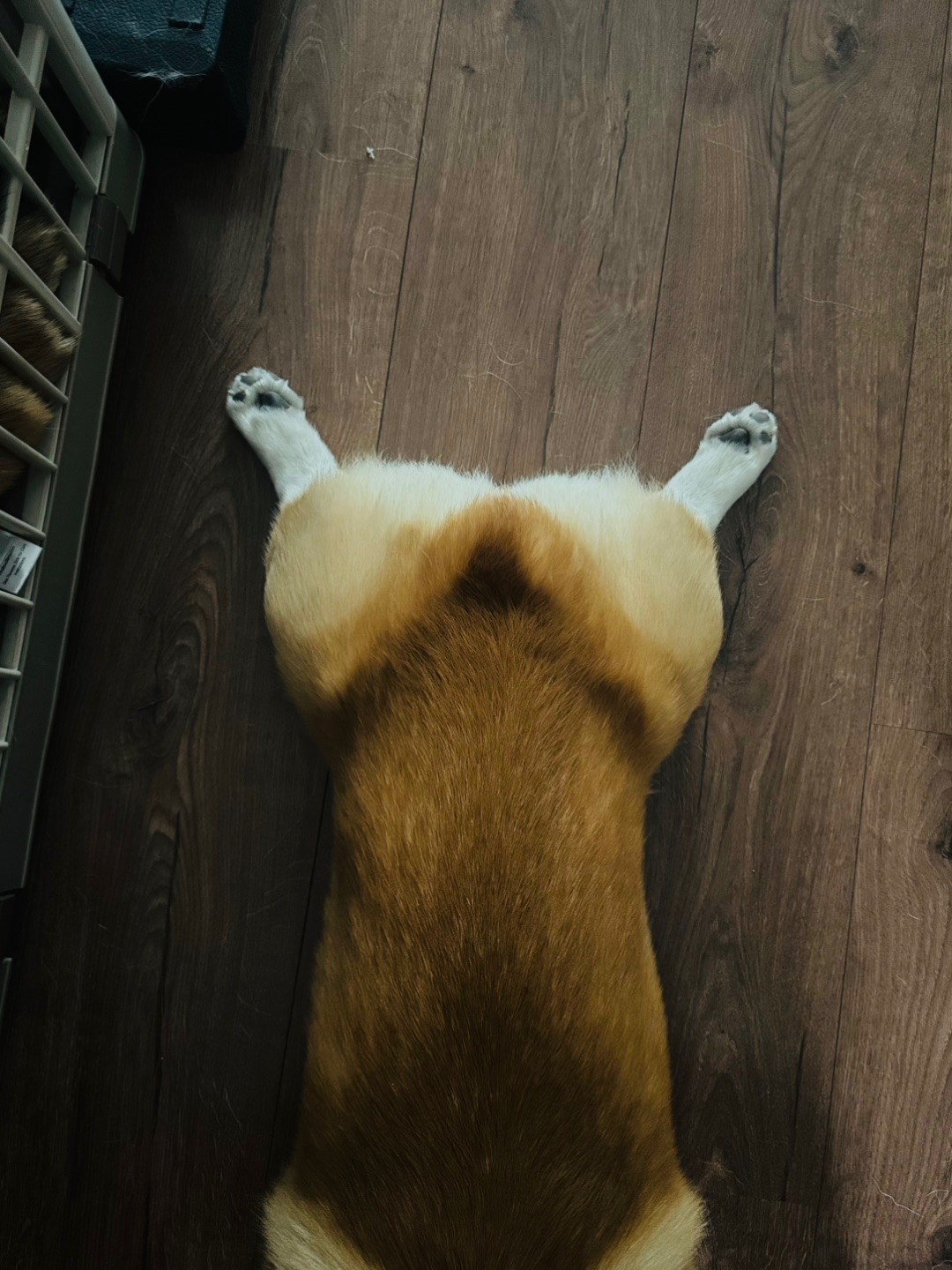 掉落在地上的大鸡腿