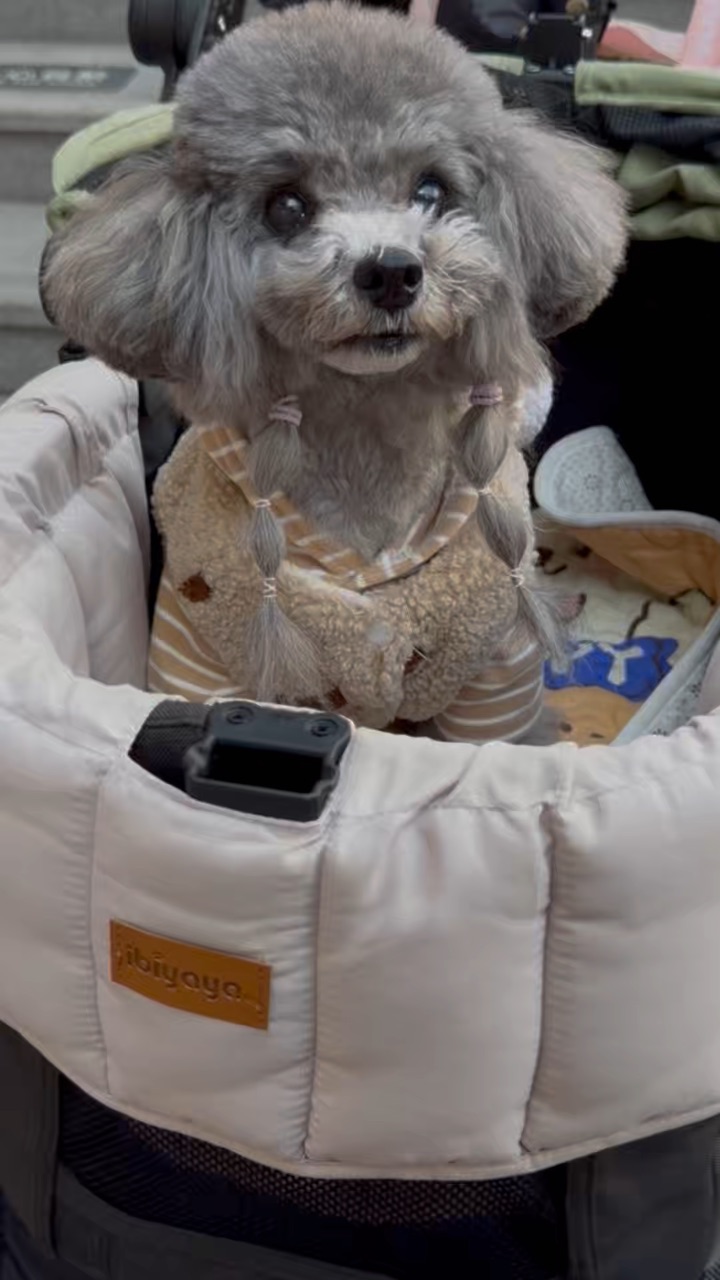 春雨绵绵小狗🐕也是看到灰喉鸦雀了