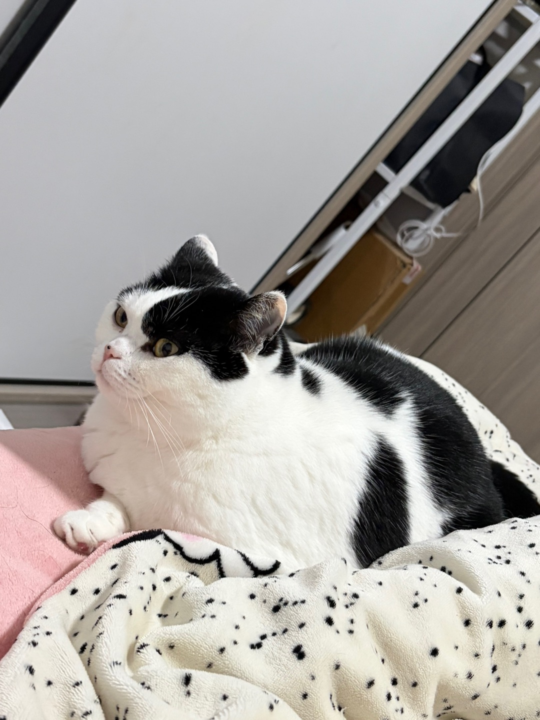 胖胖的咪 胖胖的躺