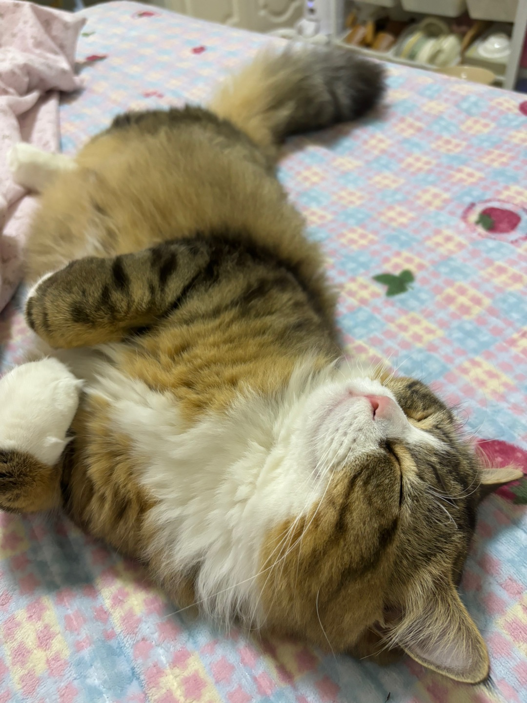 哈哈˙ᗜ˙˙ᗜ˙(*´・ｖ・)(^-^)/*\(๑• ₃ •๑)( ´ ▽ ` )ノヽ(^0^)ノ