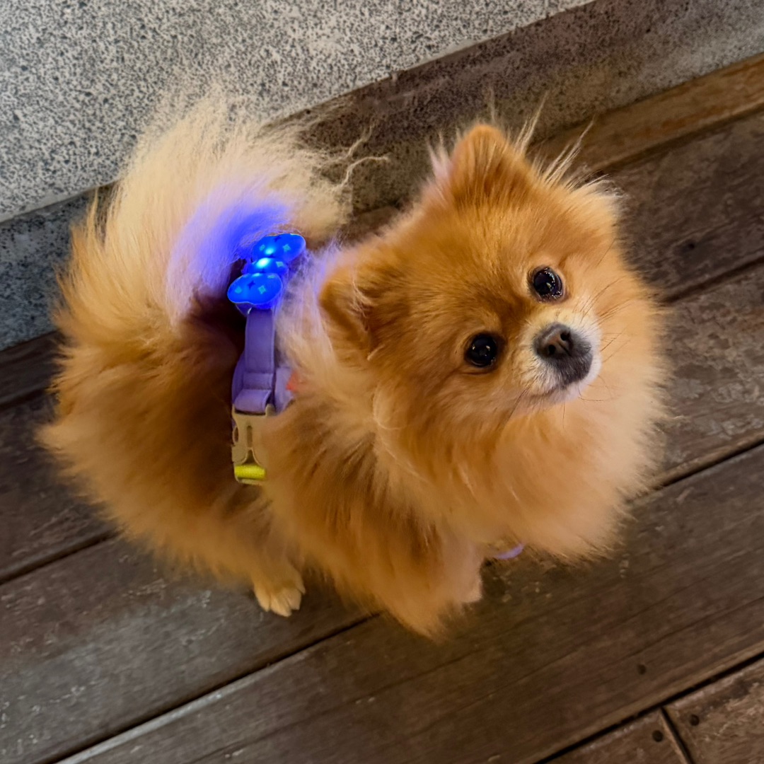 不知道，汪的身材很曼妙