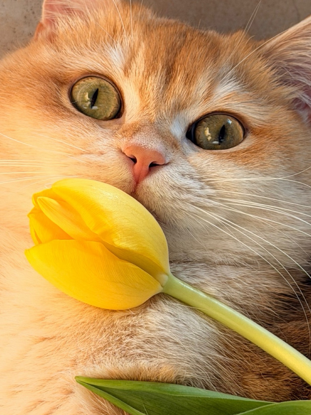 💛花花贴贴，我爱💗fafa