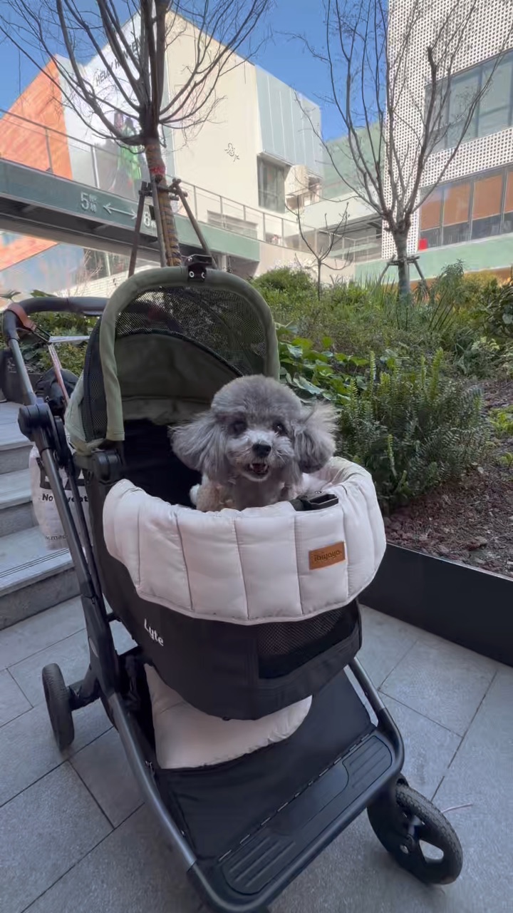 春雨停歇、小狗🐕抓紧出门散步感受春日温柔