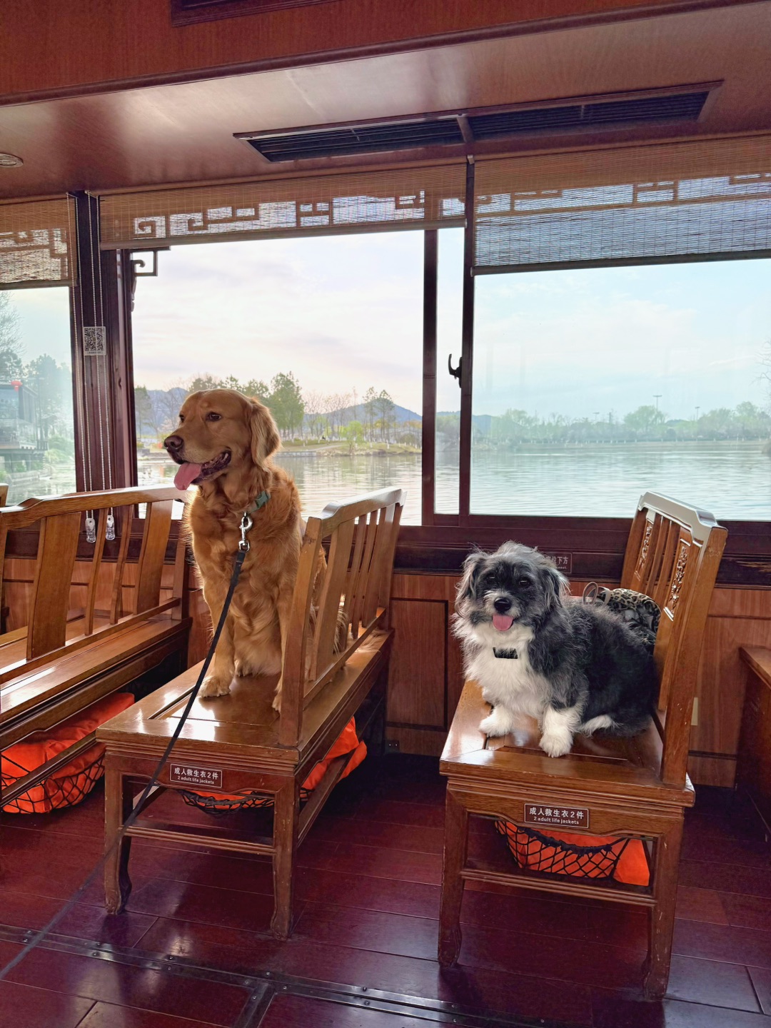 春江水暖狗先知