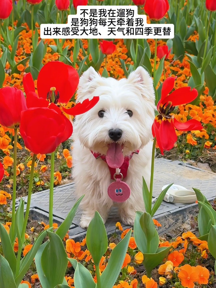 谢谢小狗 让我走出家门 走到自然里