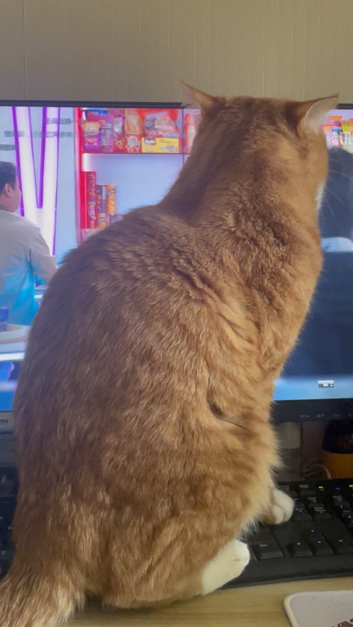 遇到这种猫怎么办？