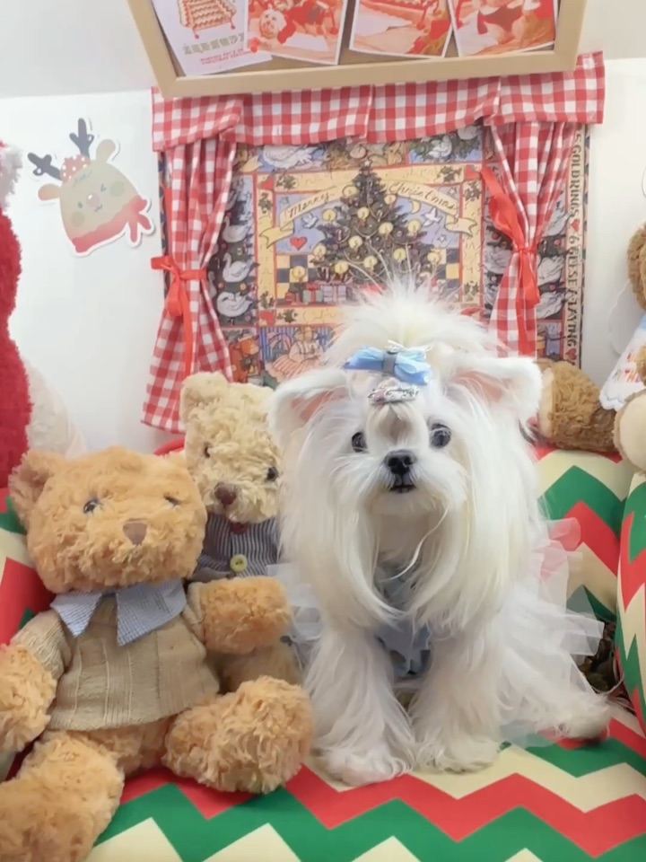 这是迪士尼公主小狗吗？