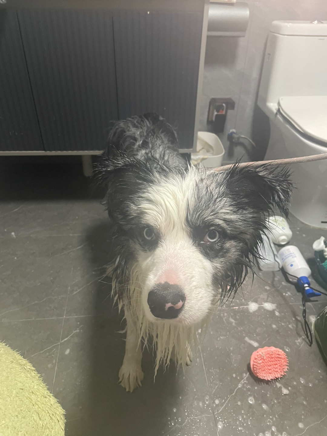 洗狗日记之麦冬