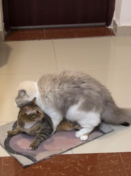 我请问你在干什么不要脸的事！29