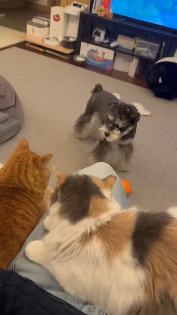 谁家的警报响了🚨