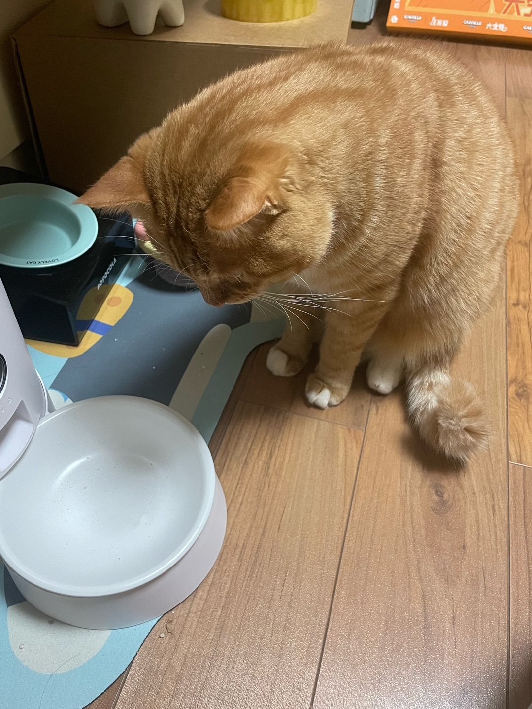 坐着等吃粮太可爱啦