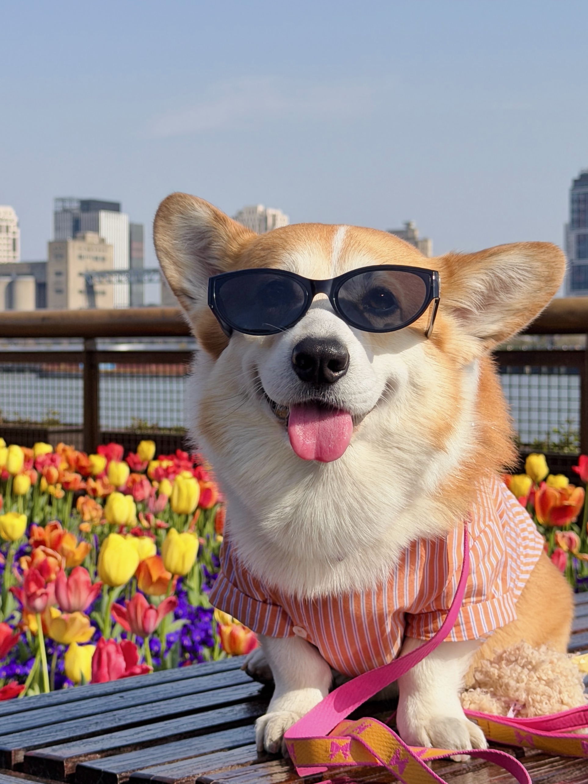 郁金香下站小狗都美💐