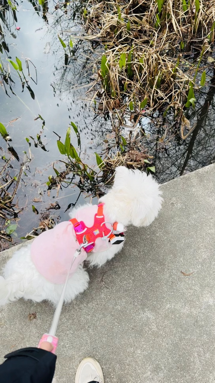 和小狗一起散步