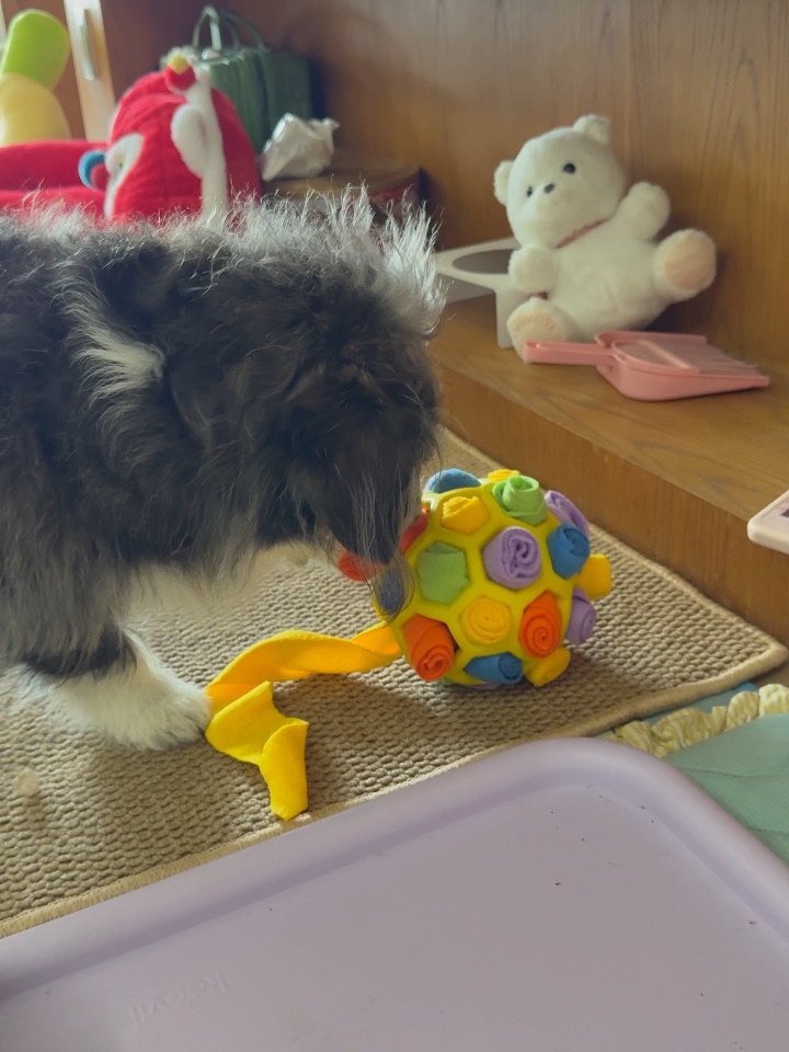 聪明小狗玩玩具