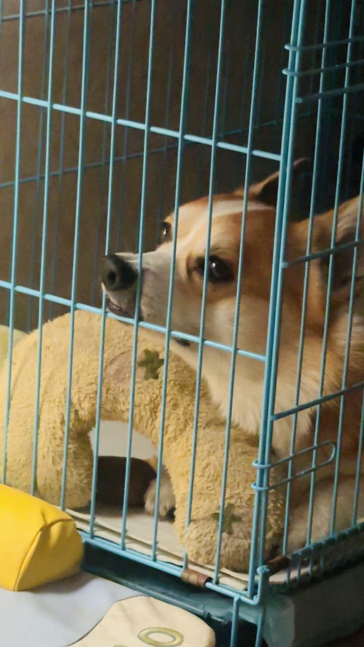 小狗看着天“什么时候能出去玩呀”