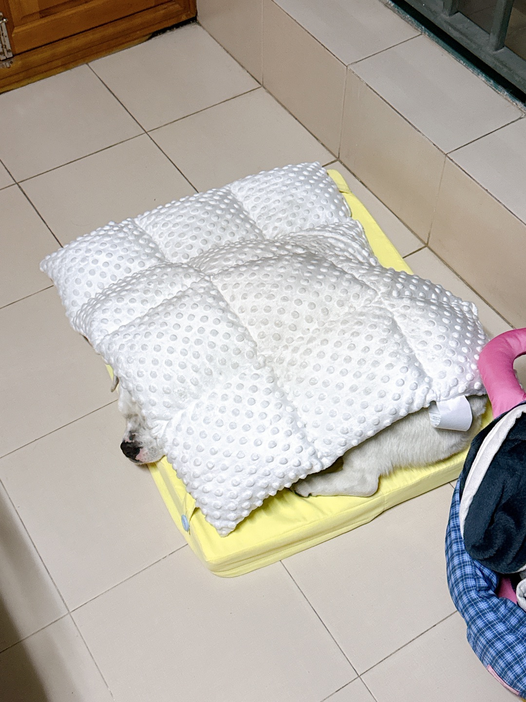 谁家狗这么睡觉的😡