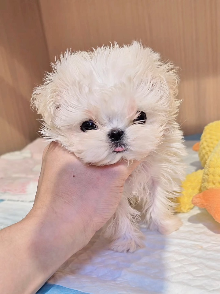 快快快❗️大家快来近距离欣赏我的掌上明“🐶”