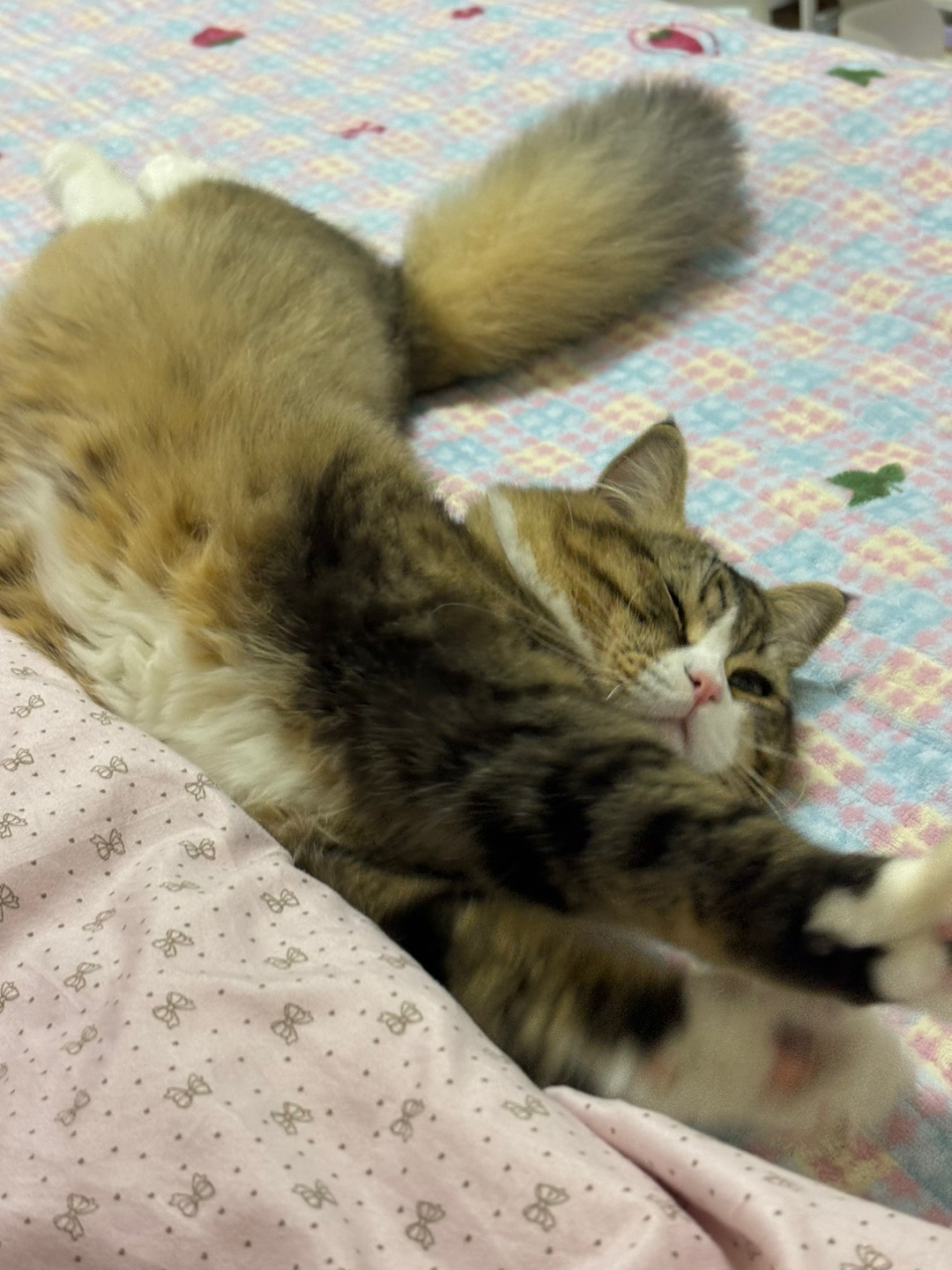 哈哈  ᖰ⌯'▾'⌯ᖳ~(＾◇^)/( ´ ▽ ` )ノヽ(^0^)ノ