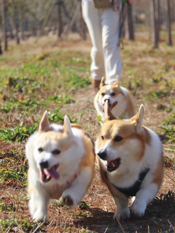 崇明东滩源遛狗
