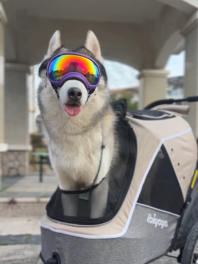 我是一只帅小哈～一点都不二！