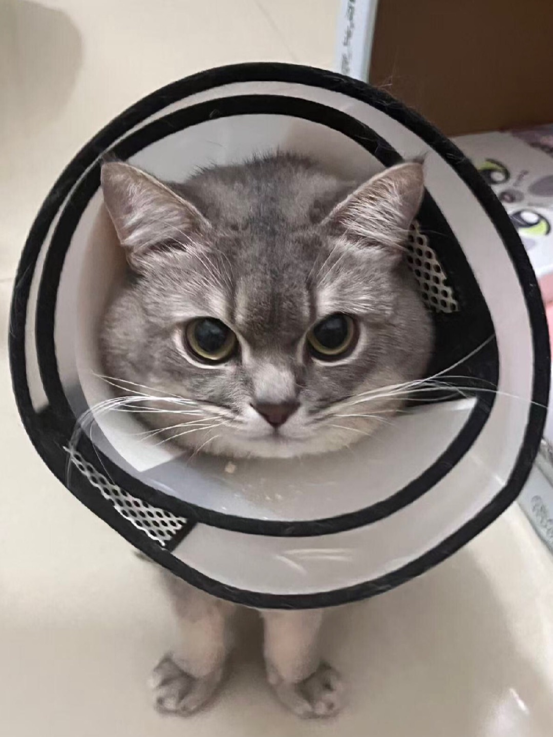 每月驱虫时间到