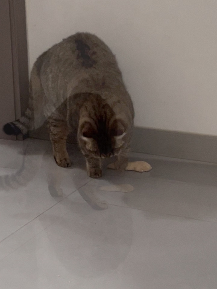 主人刚倒好一杯牛奶放在桌上，转身的功夫，小白猫就踮着脚尖，扒着桌沿，偷偷伸出小舌头舔牛奶。喝得满脸都是奶渍，被主人发现后，赶紧缩回来，装作若无其事地舔爪子，眼神却偷偷瞟着牛奶杯，可爱极了。