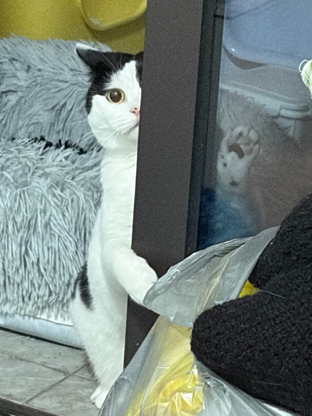 就打算这样萌翻所有人吗