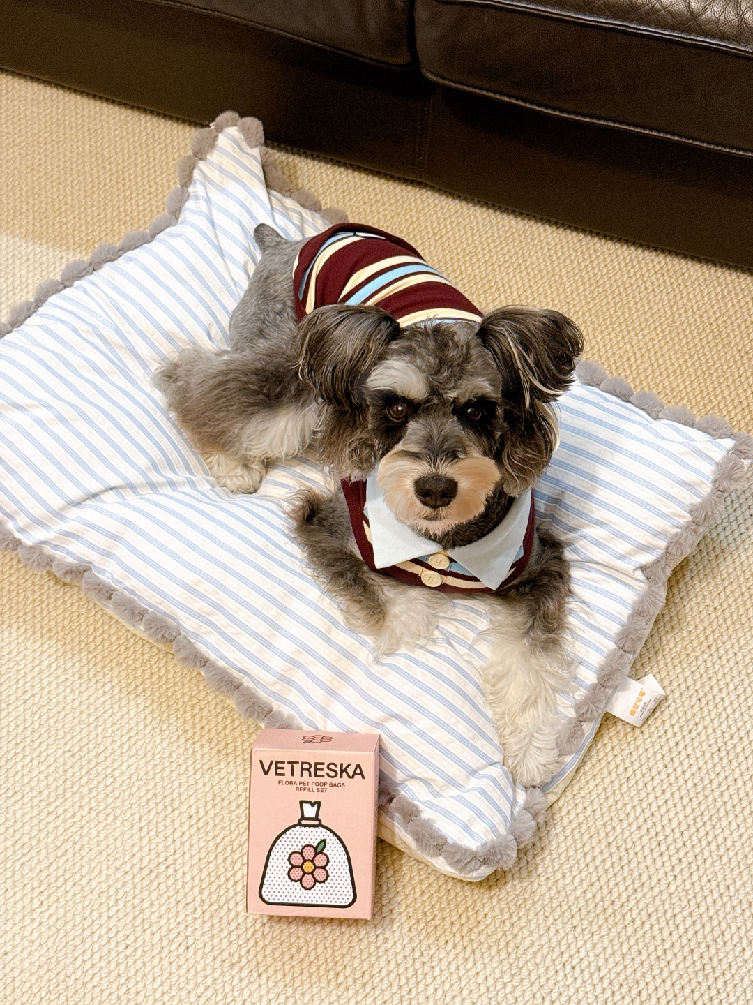 春天专属小狗装备🌸