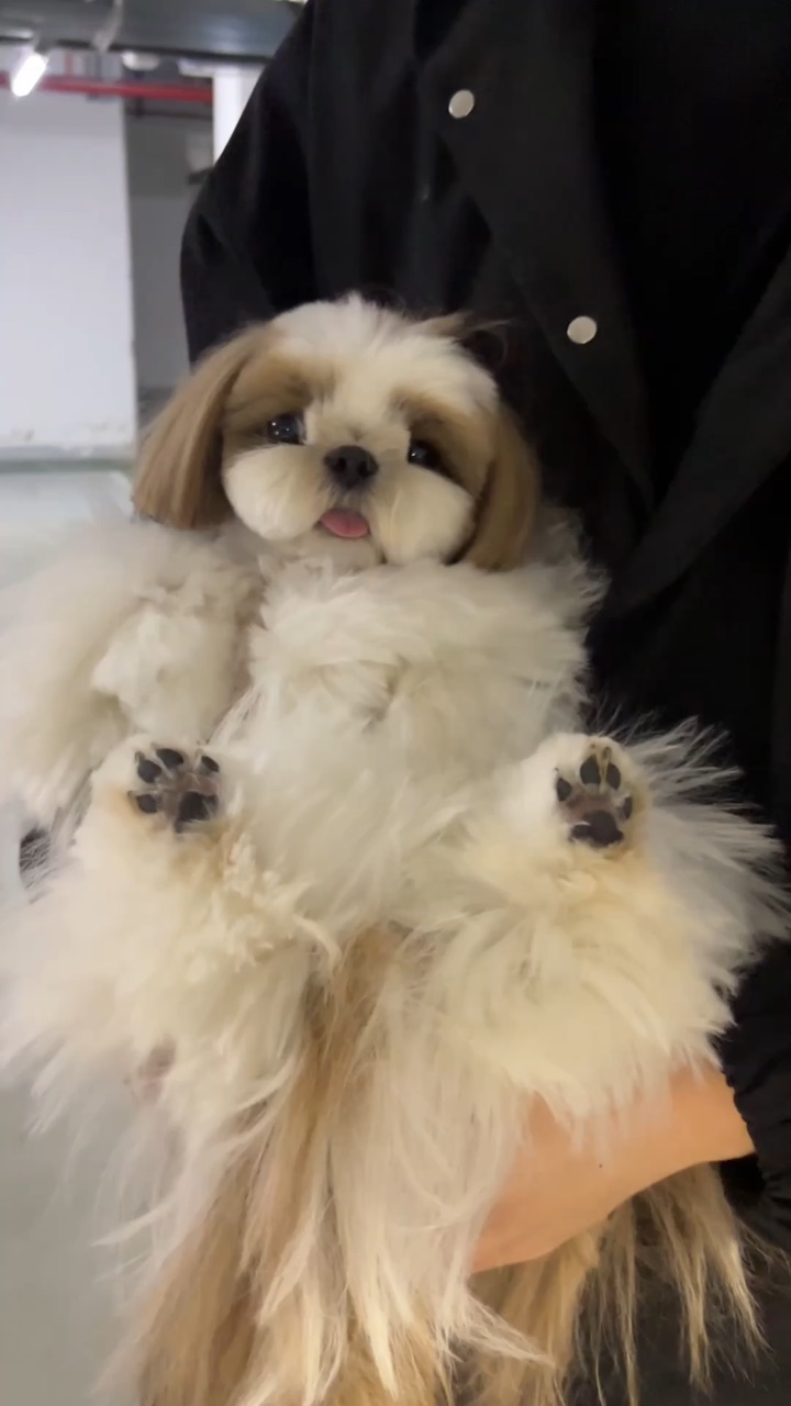 这是毛毯狗吗？