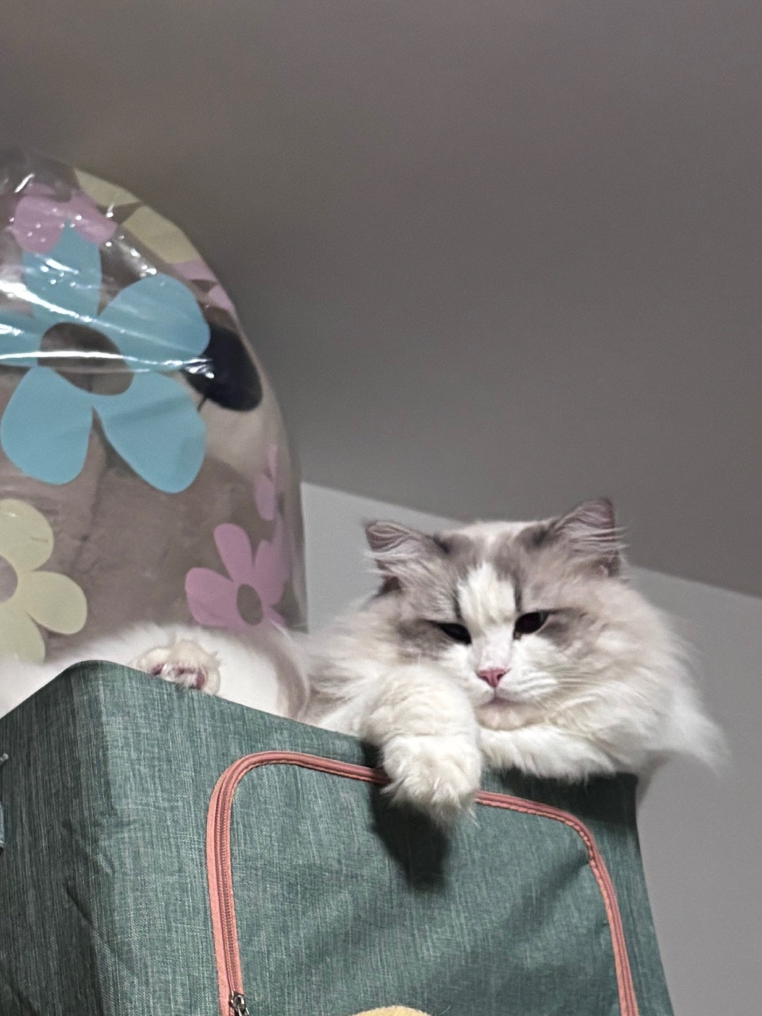 还没睡醒丑丑的30