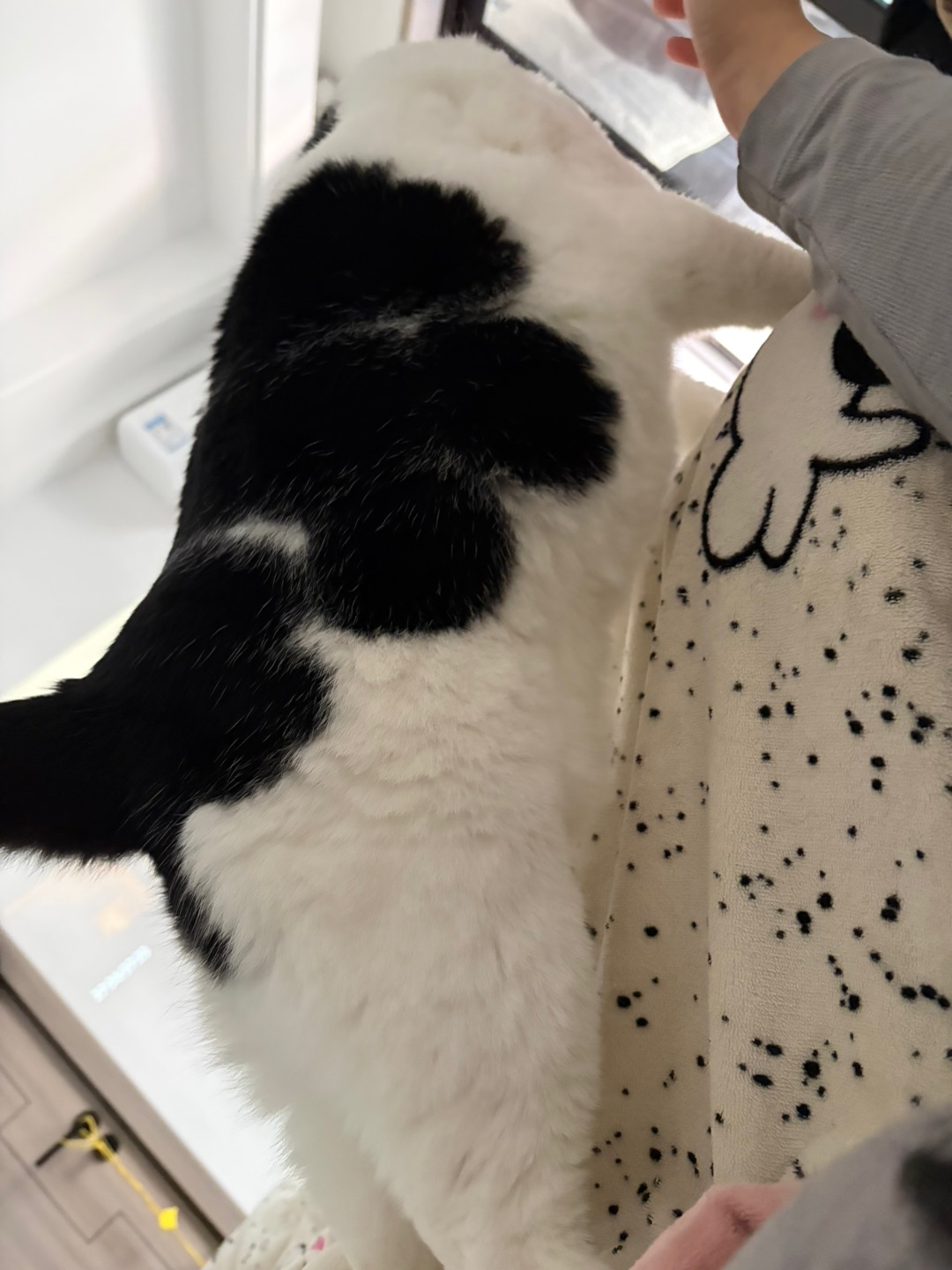 猫咪站的就是这么高