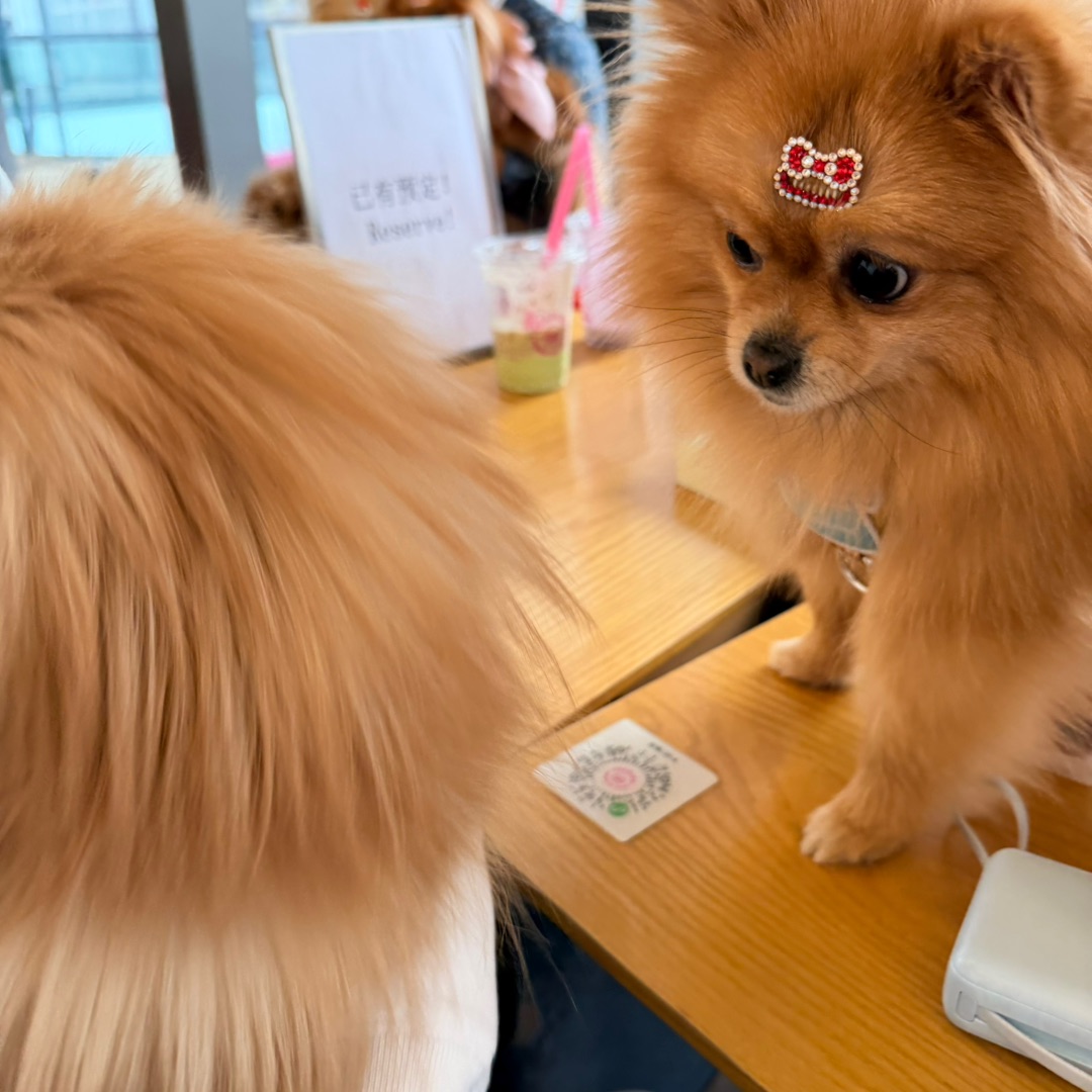 虎虎交友日记…