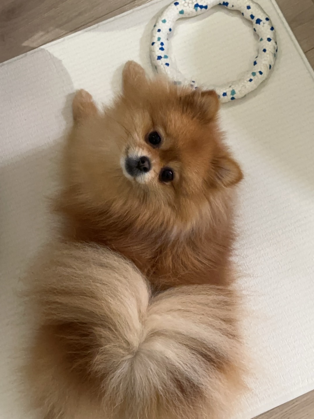 小狗的星星眼是因为看见了你