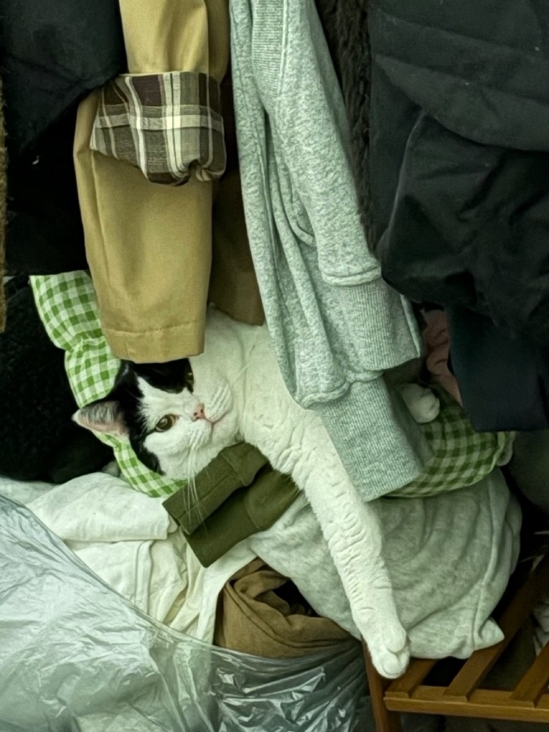 突然发现一只咪