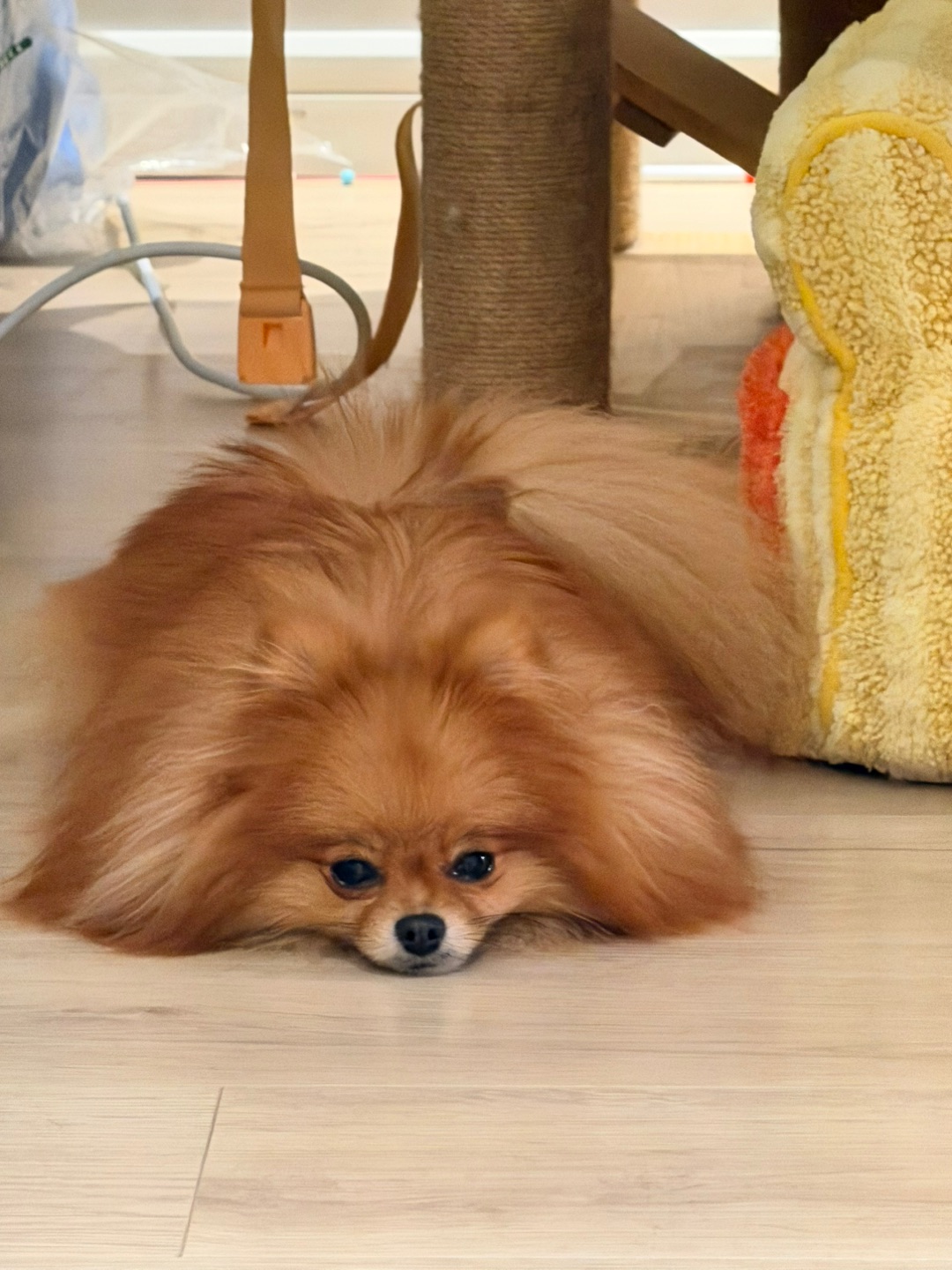 你好，我是一块毯子