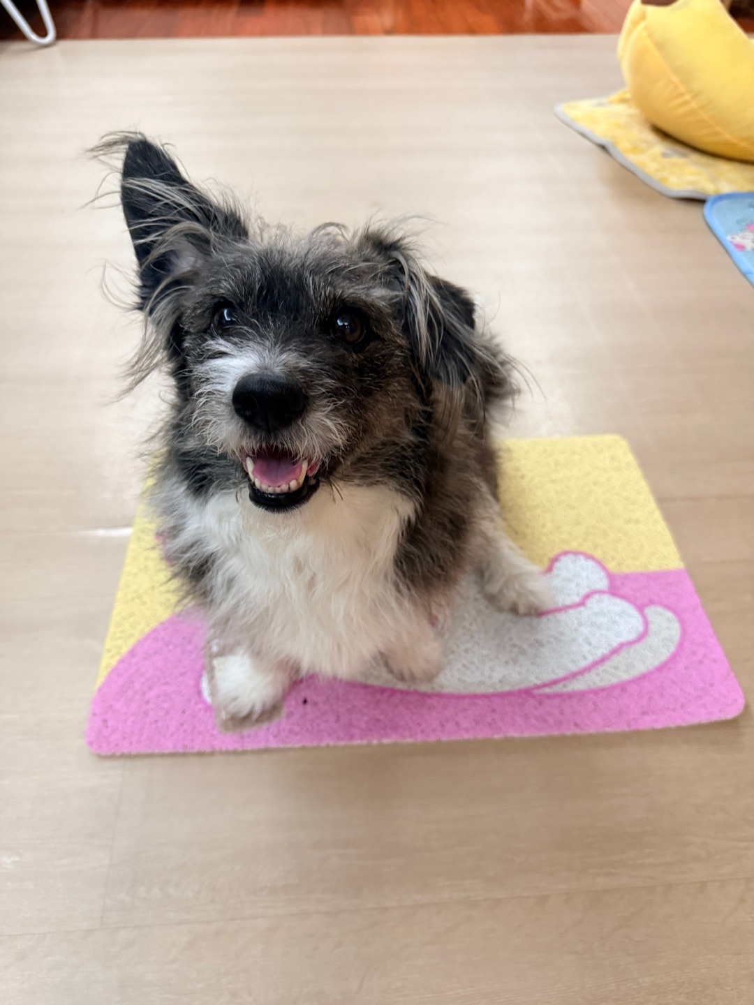 谁还没有超可爱的宠物垫子