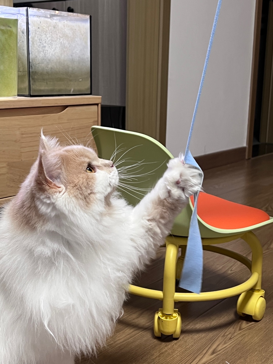 皮皮日记 | 我的眼神坚定如铁💪