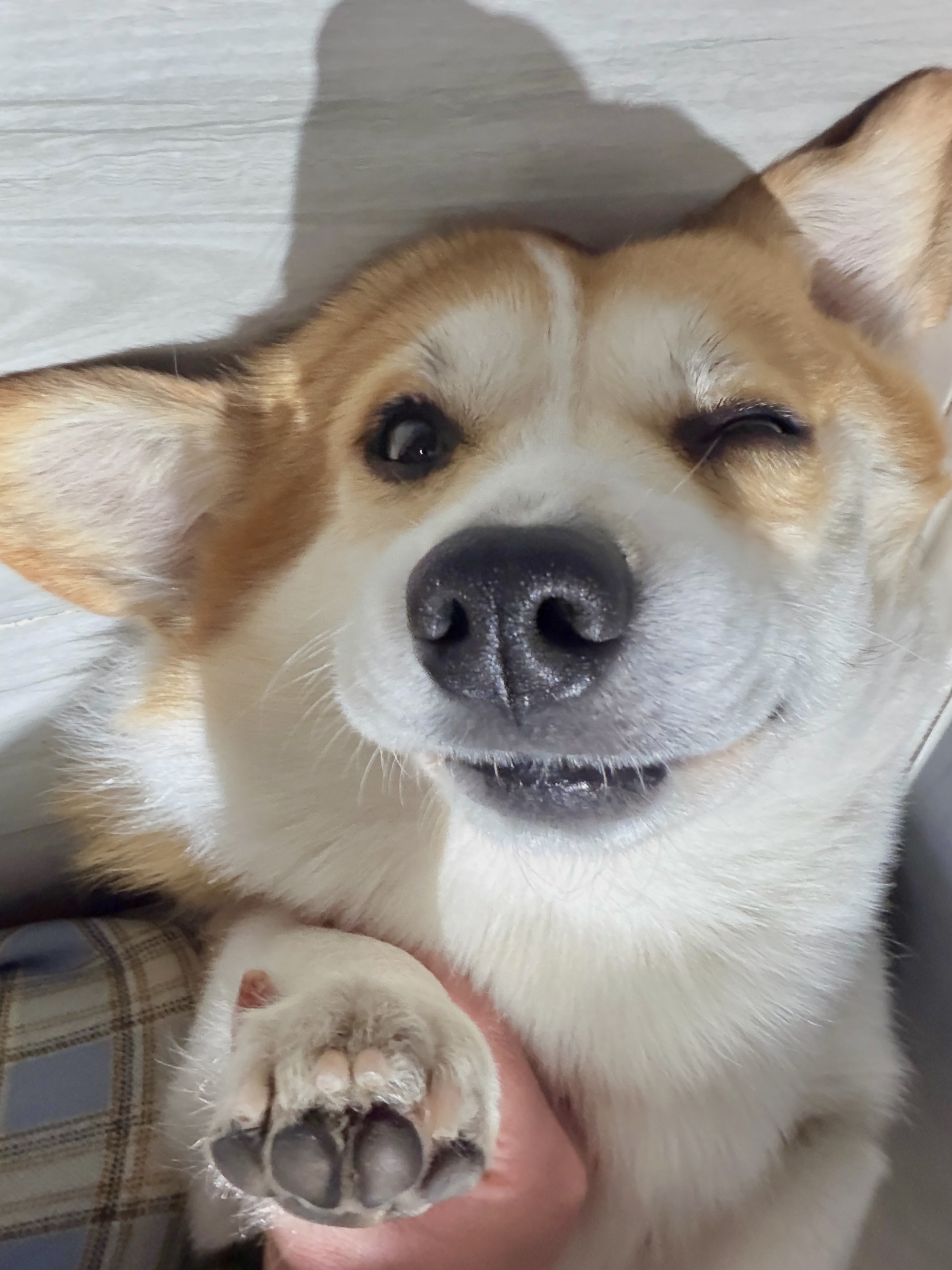 不知豆，汪的身份很曼妙～