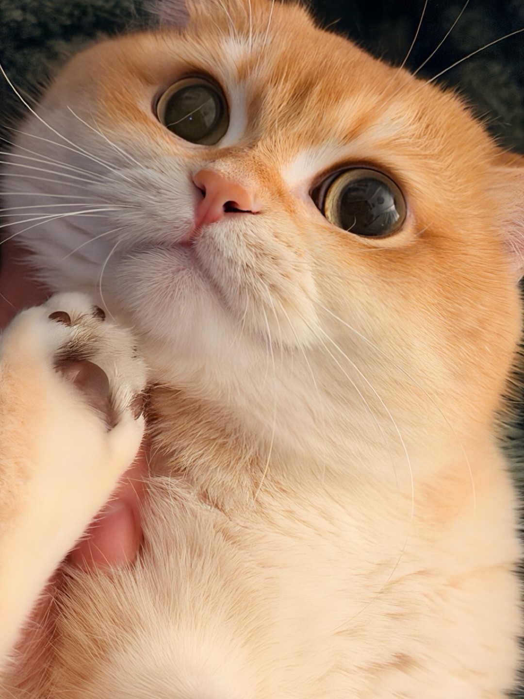 关于我妈觉得我的jiojio～很可爱这件事