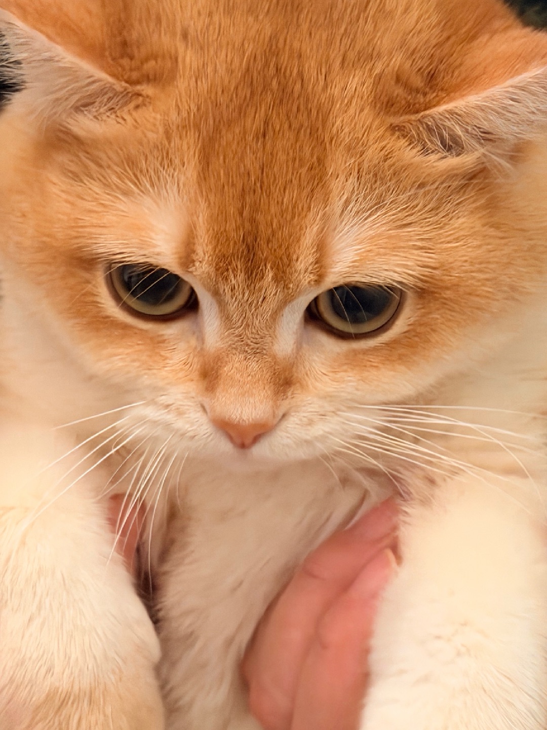 关于我趴在麻麻胳膊上肉肉失控这件事...