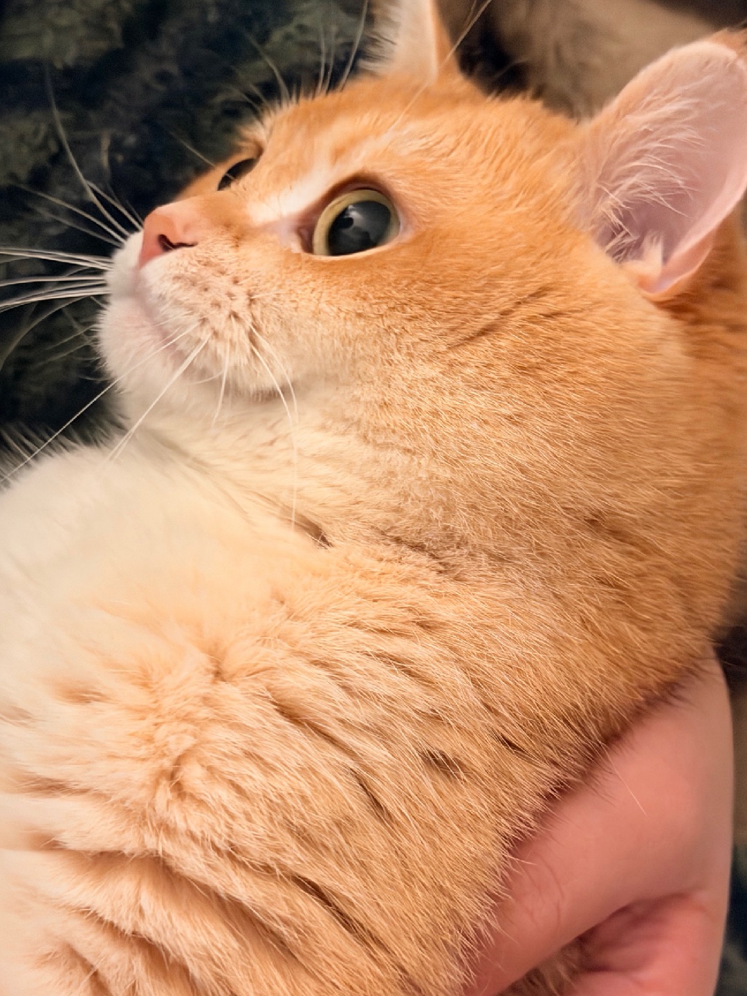 被迫营业的“液体猫”