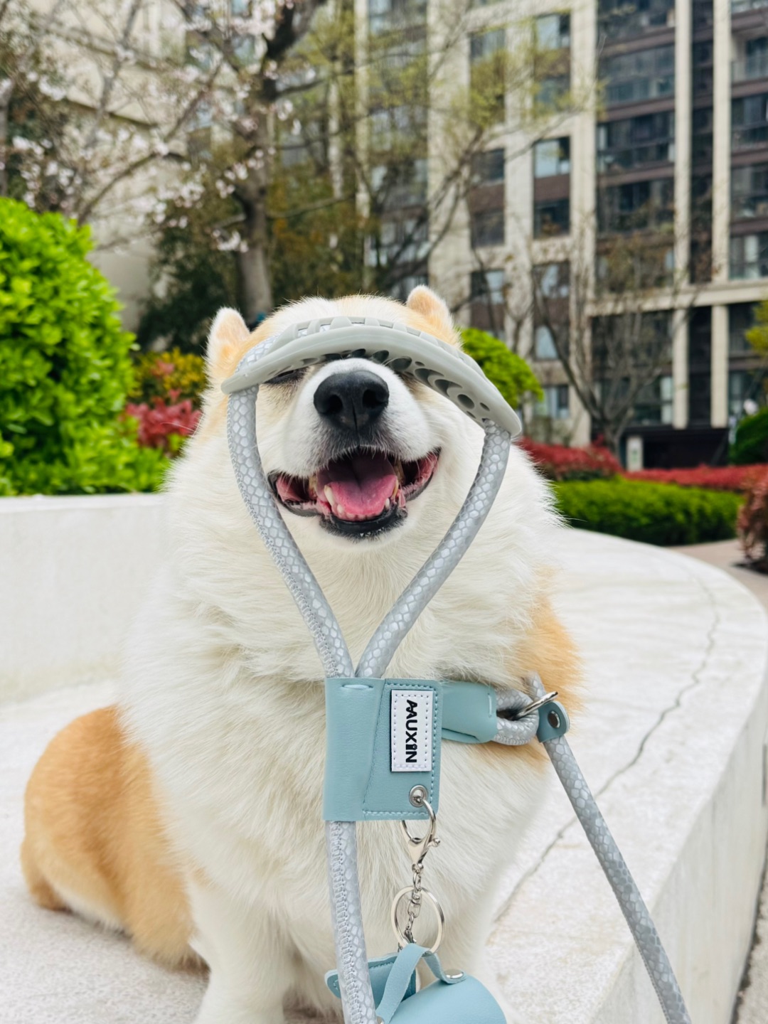 小狗的最爱春天来了～