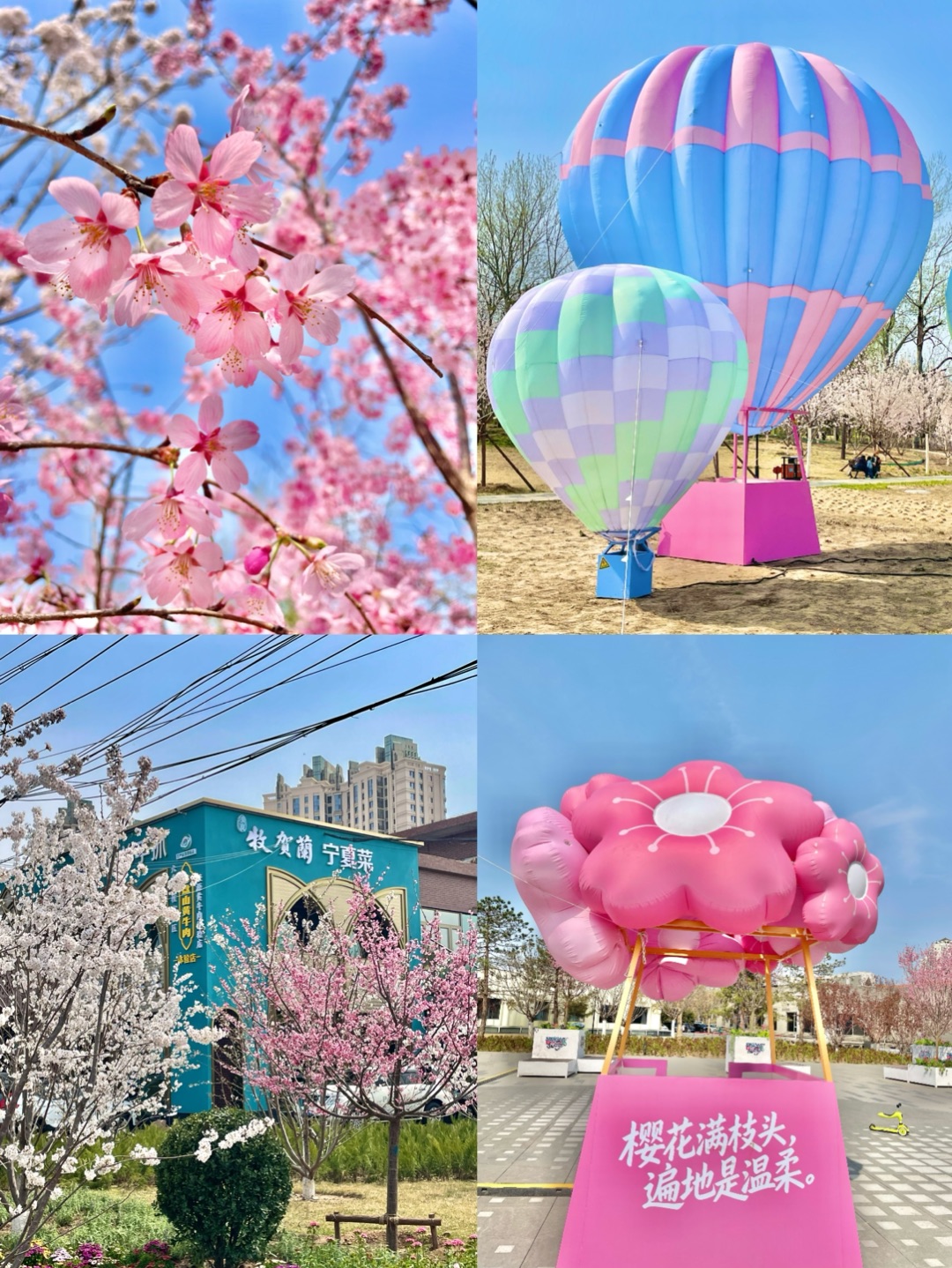 望京开车1h就为了这一口🔥窗外就是粉色花海！