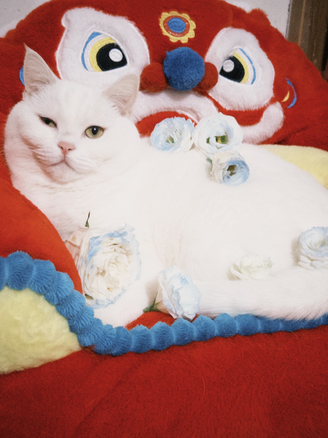 🐱招财小福猫✨